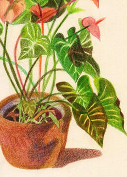 Plantas Plantas